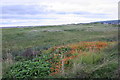 Wildflowers on the golf course