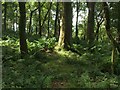 NS4884 : Earthworks in Knockinhaglish Wood by Lairich Rig