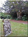 Gravestone & 1000 year old Yew