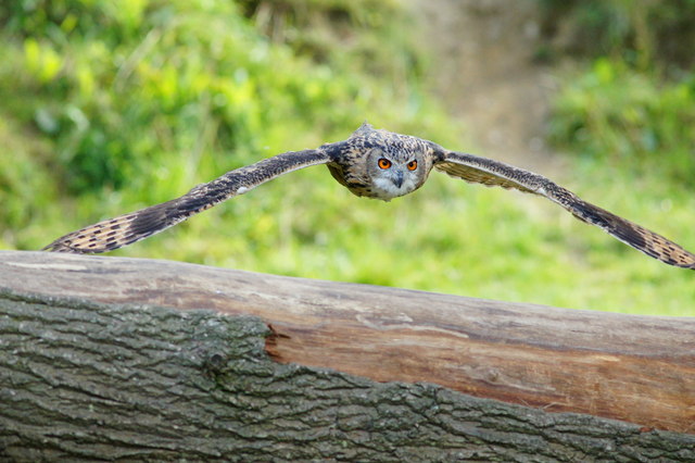 Eagle Owl at the British Wildlife Centre, Newchapel, Surrey