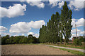 Poplars near Stoke-by-Clare