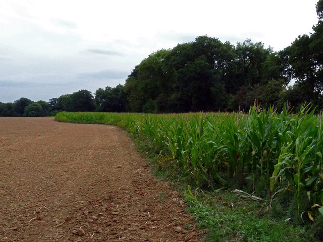 Thin strip of maize growing along side Margaret Coey Wood