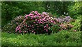 Rhododendron bushes near the Jubilee Way