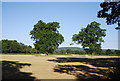 Two trees in a field south of the Downs link