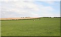 Cattle in the field at Clarborough Hill farm 