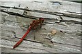 Common darter