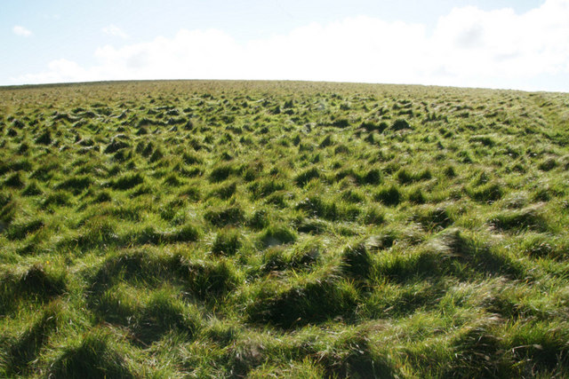 Acidic grassland on the Neap, Hermaness