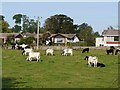 Grazing cattle at Town Yetholm