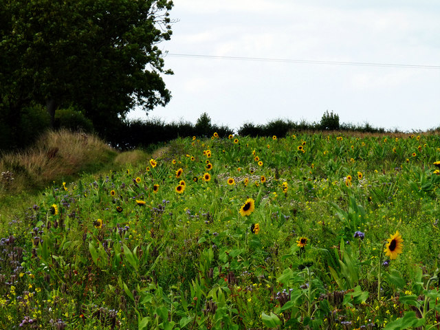 Sunflowers along a footpath