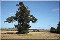 Bonthorpe farmland