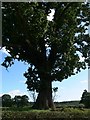 Huge oak tree alongside Arley Lane