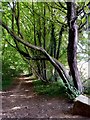 Footpath in Swinston Hill Wood