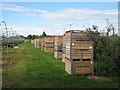 Apple boxes  in an Orchard near Bekesbourne