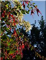 Fuchsia and old man