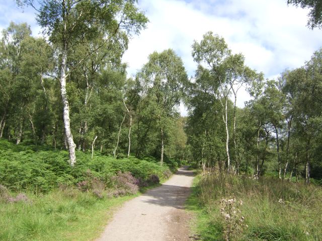 Cannock Chase - Silver birches in... © John M :: Geograph Britain and ...