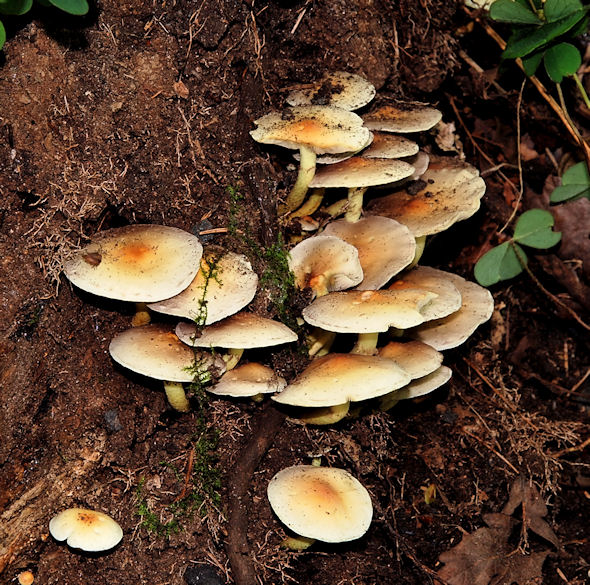 Fungus, Moreland's Meadow, Belfast (2)