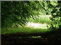 Footpath near Bushton