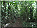 Bridleway in Woodlands Wood