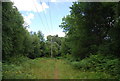 Footpath across, Bramshott Common