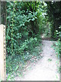 Woodland Track into Aylesham Wood