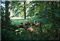 Cattle sitting down by the Downs Link