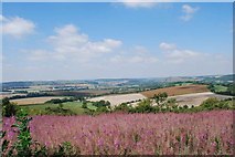 SU7120 : Wild flowers on Butser Hill by Barry Shimmon