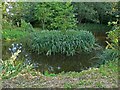 Small pond next to Habberley Lane