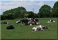Cattle and farmland near Kilby Bridge