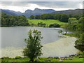 NY3404 : Water lilies on Loughrigg Tarn by Peter S