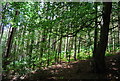 Conifer woodland north of the county boundary