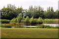 Pond near the Thames