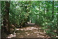 Footpath north to Grayshott