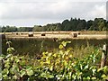 Big bales in rough pasture