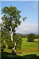NY3700 : Tree at Low Wray, Cumbria by Peter Trimming