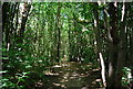 Footpath through Little Ryarsh Wood