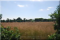 Oil seed rape by Church Road