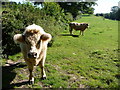 Charolais bullocks on Offa