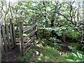 Old and new gates in the Birch wood