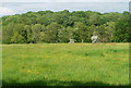 Meadow near Graffham