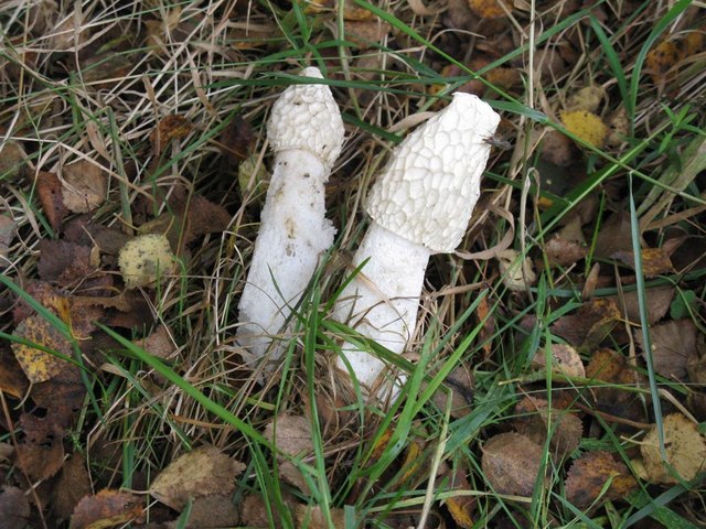 Stinkhorn fungus in Calder Woods