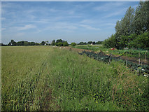 TL5971 : Vegetable plot at Ash Closes by Hugh Venables