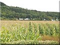 Field of maize near Carsenaw