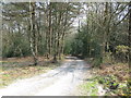 Forest track near Braberry Pond