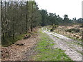 A forest track near Chelwood Gate