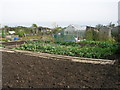 Allotments - Green Lane