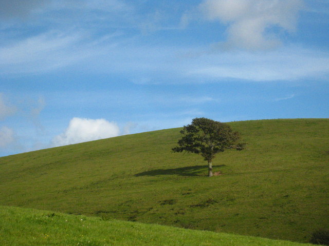 Lone tree in a field on Toll Point