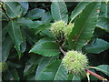 Close-up of Sweet Chestnut Fruit