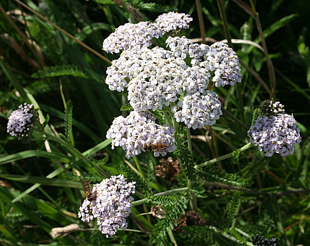 Yarrow (Achillea millefolium) © Anne Burgess cc-by-sa/2.0 :: Geograph ...