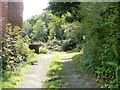 Track into Coed-y-Twyn woods