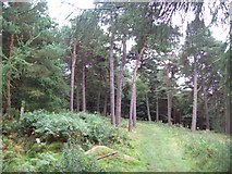 SK2680 : Coniferous Woodland near Burbage Bridge by Jonathan Clitheroe